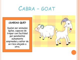 CABRA - GOAT

  ¿SABIAS QUE?

 Suelen ser animales
  ágiles, capaces de
 trepar con facilidad
   por pendientes
      sumamente
empinadas y saltar de
  un risco alejado a
         otro.
 