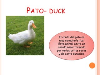 PATO- DUCK


         El canto del pato es
         muy característico.
        Este animal emite un
        sonido nasal formado
       por varios gritos secos
         y de corta duración.
 