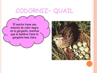 CODORNIZ- QUAIL

  El macho tiene una
mancha de color negro
en la garganta, mientas
que la hembra tiene la
  garganta mas clara.
 