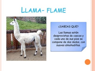 LLAMA- FLAME

            ¿SABIAS QUE?

             Las llamas están
         desprovistas de cascos y
          cada uno de sus pies se
        compone de dos dedos, con
           suaves almohadillas.
 