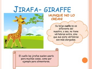 JIRAFA- GIRAFFE
                              ¡AUNQUE NO LO
                                CREAN!

                                    Su largo cuello no es
                                        diferente del
                                   nuestro, o sea, no tiene
                                    vértebras extra, sino
                                   que sus siete vértebras
                                     son más alargadas.




 El cuello las jirafas suelen usarlo
   para muchas cosas, como por
     ejemplo para alimentarse.
 