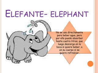 ELEFANTE- ELEPHANT
          No se usa directamente
           para beber agua, pero
          por ella puede absorber
          hasta cuatro litros, que
            luego descarga en la
          boca si quiere beber, o
              en su cuerpo si se
              quiere refrescar.
 