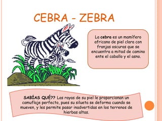 CEBRA - ZEBRA
                                       La cebra es un mamífero
                                      africano de piel clara con
                                        franjas oscuras que se
                                     encuentra a mitad de camino
                                       ente el caballo y el asno.




  SABÍAS QUÉ?? Las rayas de su piel le proporcionan un
 camuflaje perfecto, pues su silueta se deforma cuando se
mueven, y les permite pasar inadvertidas en los terrenos de
                       hierbas altas.
 