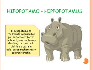 HIPOPOTAMO - HIPPOPOTAMUS



    El hipopótamo es
 fácilmente reconocible
 por su torso en forma
de barril, enorme boca y
 dientes, cuerpo con la
    piel lisa y casi sin
pelo, patas rechonchas y
     su gran tamaño.
 