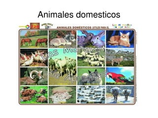 Animales domesticos 
