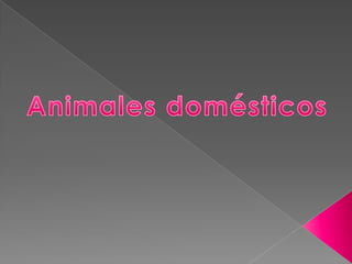 Animales domesticos