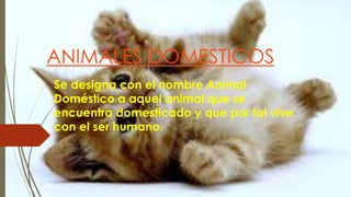 ANIMALES DOMESTICOS
Se designa con el nombre Animal
Doméstico a aquel animal que se
encuentra domesticado y que por tal vive
con el ser humano.
 