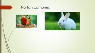 No tan comunes
 