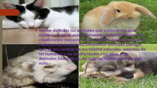  Dentro de todos los animales que conocemos que
existen y habitan nuestro planeta, podemos hacer una
clasificación respecto de su hábitat y relación con el ser
humano; Así es que encontraremos animales salvajes,
que se encuentran en sus hábitat naturales, alejados de
los humanos y no familiarizados con ellos, y los
Animales Domésticos, de quienes hablaremos en esta
nota.
 