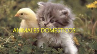 ANIMALES DOMESTICOS
Presentado por:
Paula Arango
 