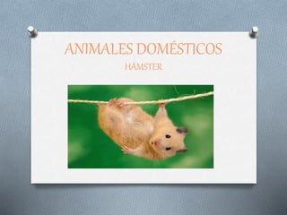 ANIMALES DOMÉSTICOS
HÁMSTER
 