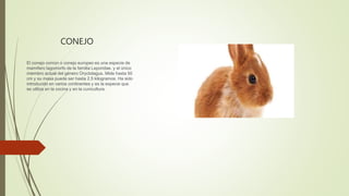 CONEJO
El conejo común o conejo europeo es una especie de
mamífero lagomorfo de la familia Leporidae, y el único
miembro a...