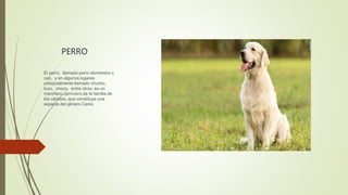 PERRO
El perro, ​​​ llamado perro doméstico o
can, ​ y en algunos lugares
coloquialmente llamado chucho, ​
tuso, ​ choco, ...