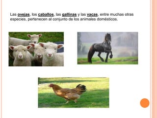 Las ovejas, los caballos, las gallinas y las vacas, entre muchas otras
especies, pertenecen al conjunto de los animales domésticos.