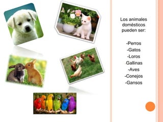 Los animales
domésticos
pueden ser:
-Perros
-Gatos
-Loros
-Gallinas
-Aves
-Conejos
-Gansos