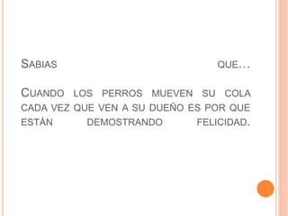 SABIAS QUE…
CUANDO LOS PERROS MUEVEN SU COLA
CADA VEZ QUE VEN A SU DUEÑO ES POR QUE
ESTÁN DEMOSTRANDO FELICIDAD.