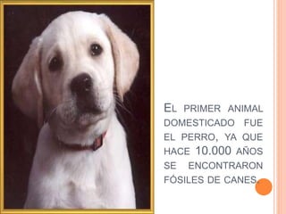 EL PRIMER ANIMAL
DOMESTICADO FUE
EL PERRO, YA QUE
HACE 10.000 AÑOS
SE ENCONTRARON
FÓSILES DE CANES.