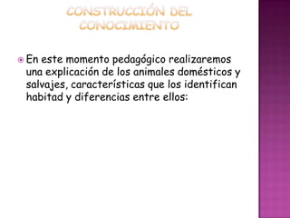  Eneste momento pedagógico realizaremos
 una explicación de los animales domésticos y
 salvajes, características que los identifican
 habitad y diferencias entre ellos:
 