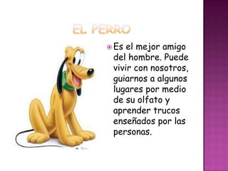  Es el mejor amigo
 del hombre. Puede
 vivir con nosotros,
 guiarnos a algunos
 lugares por medio
 de su olfato y
 aprender trucos
 enseñados por las
 personas.
 