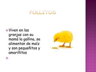  Viven   en las
    granjas con su
    mamá la gallina, se
    alimentan de maíz
    y son pequeñitos y
    amarillitos

 