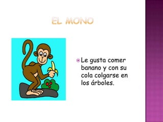 Legusta comer
 banano y con su
 cola colgarse en
 los árboles.
 