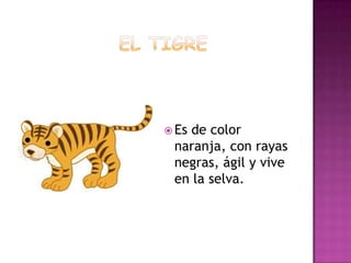  Esde color
 naranja, con rayas
 negras, ágil y vive
 en la selva.
 