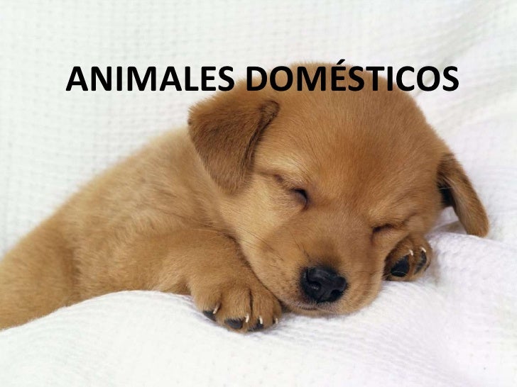 Imagenes De Animales Groseros | animales dom 233 sticos Imagenes De Animales Groseros | animales dom 233 sticos