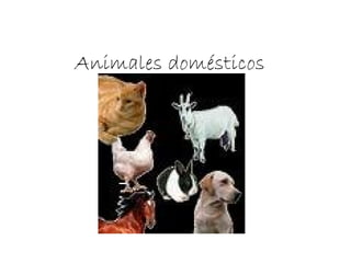 Animales domésticos
 