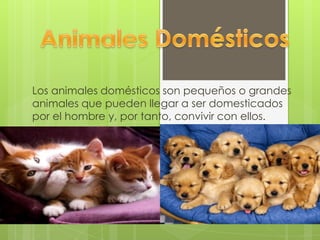 Los animales domésticos son pequeños o grandes
animales que pueden llegar a ser domesticados
por el hombre y, por tanto, convivir con ellos.

 