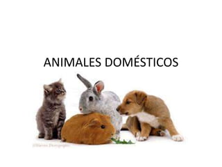 ANIMALES DOMÉSTICOS
 