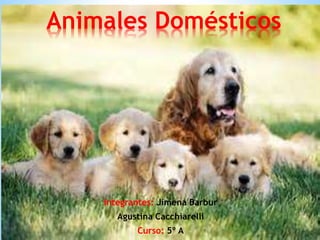 Integrantes: Jimena Barbur
Agustina Cacchiarelli
Curso: 5º A
Animales Domésticos
 