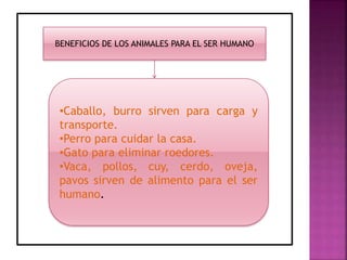 BENEFICIOS DE LOS ANIMALES PARA EL SER HUMANO 
•Caballo, burro sirven para carga y 
transporte. 
•Perro para cuidar la casa. 
•Gato para eliminar roedores. 
•Vaca, pollos, cuy, cerdo, oveja, 
pavos sirven de alimento para el ser 
humano. 
 