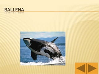 BALLENA