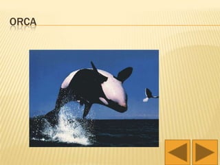 ORCA