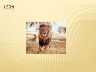 LEON