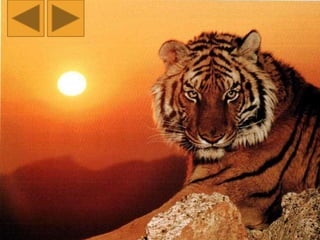 TIGRE