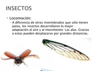   Locomoción:
    ◦ A diferencia de otros invertebrados que sólo tienen
      patas, los insectos desarrollaron la mejor
      adaptación al aire y al movimiento: Las alas. Gracias
      a estas pueden desplazarse por grandes distancias.
 
