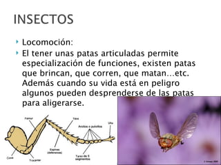    Locomoción:
   El tener unas patas articuladas permite
    especialización de funciones, existen patas
    que brincan, que corren, que matan…etc.
    Además cuando su vida está en peligro
    algunos pueden desprenderse de las patas
    para aligerarse.
 