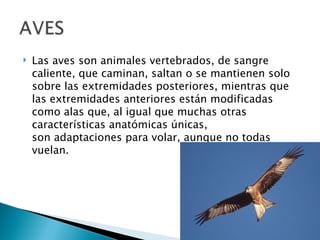    Las aves son animales vertebrados, de sangre
    caliente, que caminan, saltan o se mantienen solo
    sobre las extremidades posteriores, mientras que
    las extremidades anteriores están modificadas
    como alas que, al igual que muchas otras
    características anatómicas únicas,
    son adaptaciones para volar, aunque no todas
    vuelan.
 
