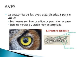    La anatomía de las aves está diseñada para el
    vuelo:
    ◦ Sus huesos son huecos y ligeros para ahorrar peso.
    ◦ Sistema nervioso y visión muy desarrollada.
 