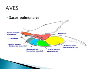    Sacos pulmonares:
 