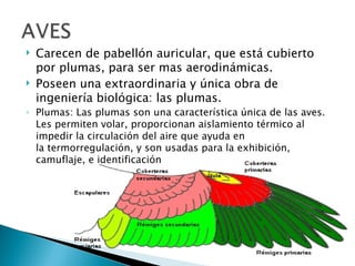    Carecen de pabellón auricular, que está cubierto
    por plumas, para ser mas aerodinámicas.
   Poseen una extraordinaria y única obra de
    ingeniería biológica: las plumas.
◦ Plumas: Las plumas son una característica única de las aves.
  Les permiten volar, proporcionan aislamiento térmico al
  impedir la circulación del aire que ayuda en
  la termorregulación, y son usadas para la exhibición,
  camuflaje, e identificación
 
