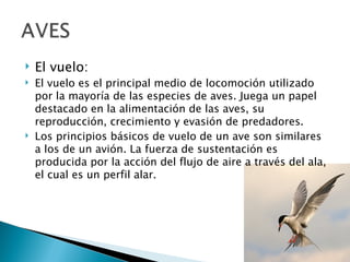    El vuelo:
   El vuelo es el principal medio de locomoción utilizado
    por la mayoría de las especies de aves. Juega un papel
    destacado en la alimentación de las aves, su
    reproducción, crecimiento y evasión de predadores.
   Los principios básicos de vuelo de un ave son similares
    a los de un avión. La fuerza de sustentación es
    producida por la acción del flujo de aire a través del ala,
    el cual es un perfil alar. 
 