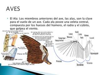    El Ala: Los miembros anteriores del ave, las alas, son la clave
    para el vuelo de un ave. Cada ala posee una veleta central,
    compuesta por los huesos del húmero, el radio y el cúbito,
    que golpea el viento.
 