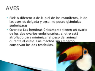    Piel: A diferencia de la piel de los mamíferos, la de
    las aves es delgada y seca; no posee glándulas
    sudoríparas
   Ovarios: Las hembras únicamente tienen un ovario
    de los dos ovarios embrionarios, el otro está
    atrofiado para minimizar el peso del animal
    durante el vuelo. Los machos sin embargo
    conservan los dos testículos.
 