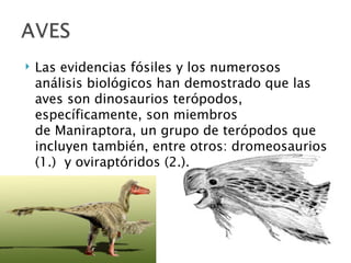    Las evidencias fósiles y los numerosos
    análisis biológicos han demostrado que las
    aves son dinosaurios terópodos,
    específicamente, son miembros
    de Maniraptora, un grupo de terópodos que
    incluyen también, entre otros: dromeosaurios
    (1.)  y oviraptóridos (2.).
 