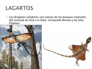    Los dragones voladores son nativos de los bosques tropicales
    del suroeste de Asia y la India, incluyendo Borneo y las islas
    Filipinas.
 