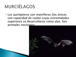    Los quirópteros son mamíferos (los únicos
    con capacidad de vuelo) cuyas extremidades
    superiores se desarrollaron como alas. Son
    animales nocturnos.
 