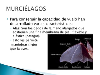    Para conseguir la capacidad de vuelo han
    desarrollado varias características:
    ◦ Alas: Son los dedos de la mano alargados que
      sostienen una fina membrana de piel, flexible y
      elástica (patagio).
    ◦ Esto les permite
     maniobrar mejor
    que la aves.
 