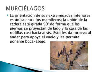    La orientación de sus extremidades inferiores
    es única entre los mamíferos; la unión de la
    cadera está girada 90° de forma que las
    piernas se proyectan de lado y la cara de las
    rodillas casi hacia atrás. Esto les da torpeza al
    andar pero apoya el vuelo y les permite
    ponerse boca-abajo.
 